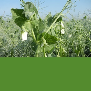 PROTEIN PEAS