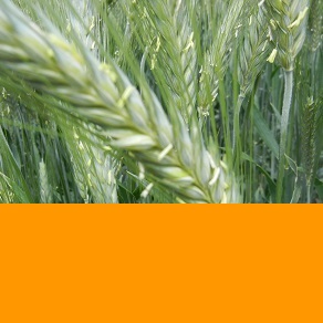 TRITICALE